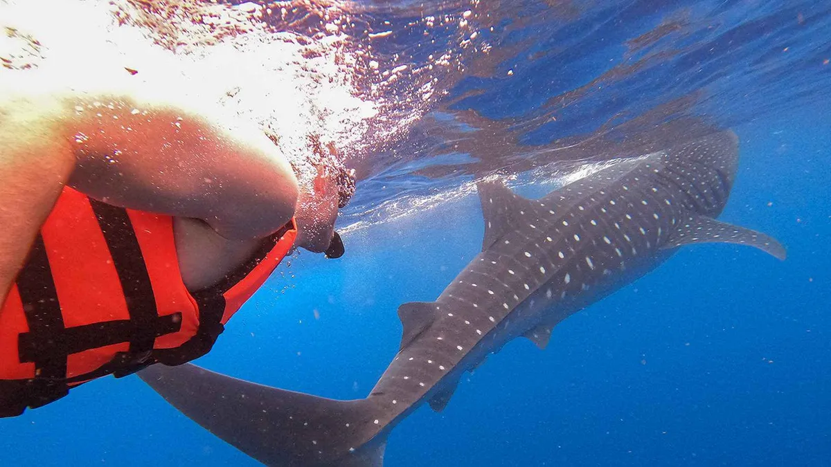 A snorkeler in an orange life jacket swimming beside a whale shark just under the surface