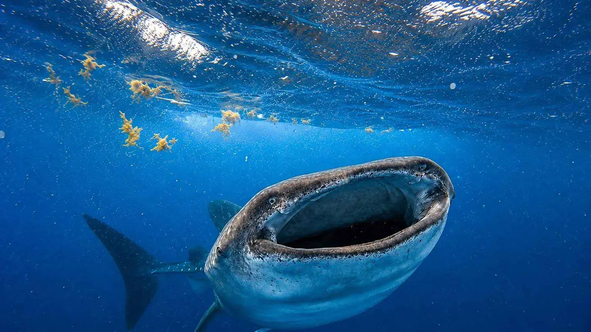 A whale shark feeding with its mouth wide open, small fish swimming in front of it