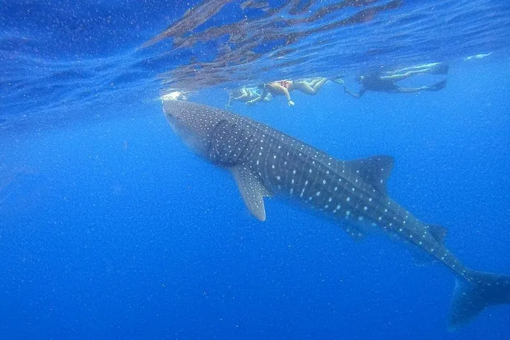 A whale shark seen from below in deep blue water, snorkelers floating at the surface above