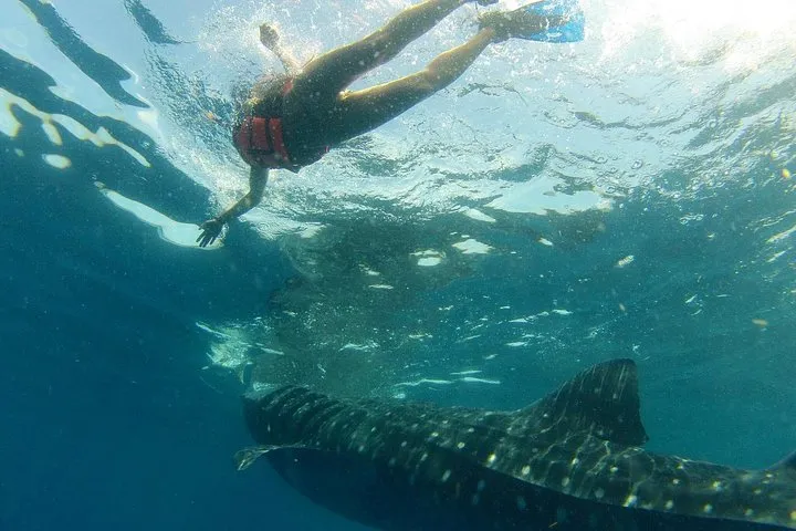 A snorkeler diving down above a whale shark in green water