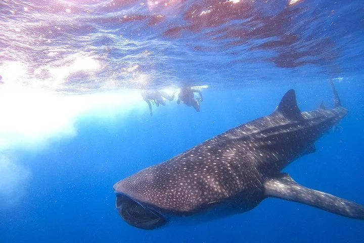 A whale shark close to the surface in bright blue water with sunlight on its spotted back