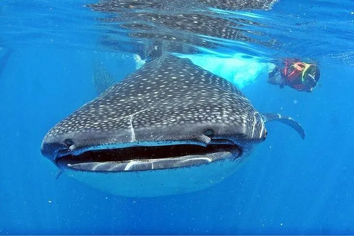 A whale shark swimming head-on towards the camera, its wide flat mouth open