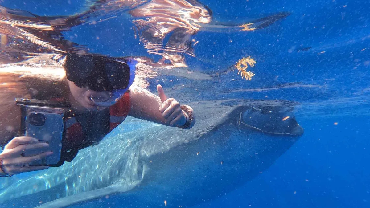 A snorkeler holding a camera underwater beside the spotted flank of a whale shark