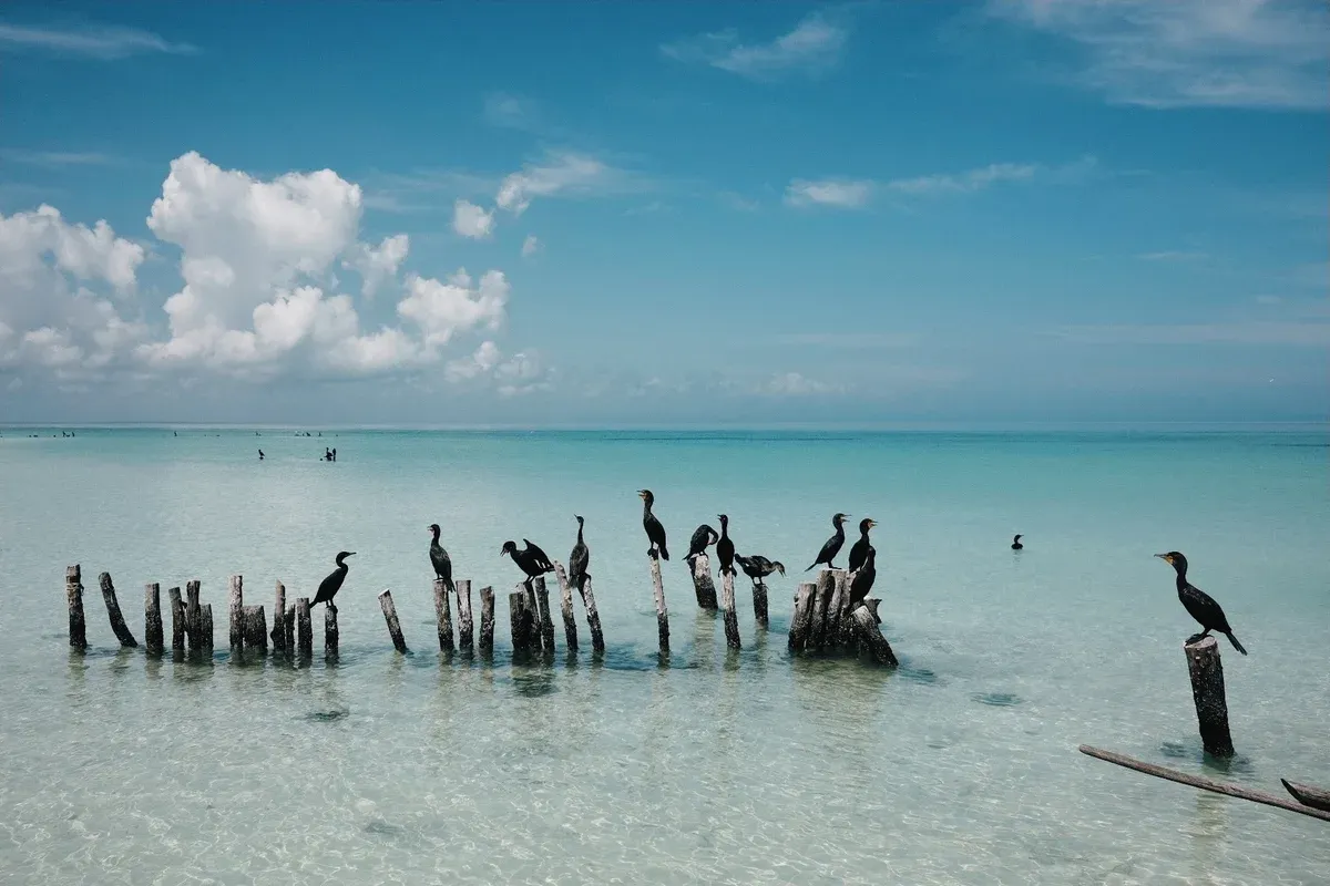 Cormorants perched on old wooden posts standing in shallow turquoise water