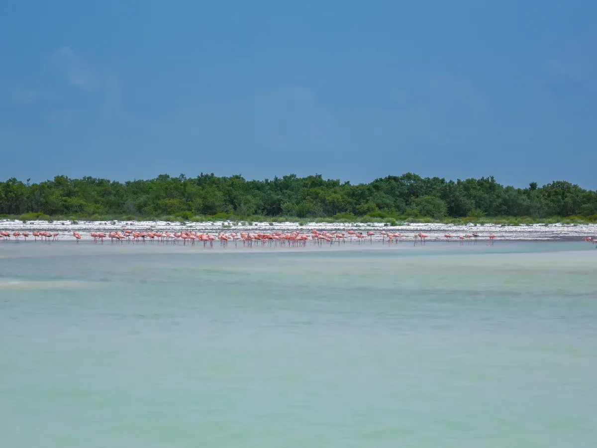 Flock of pink flamingos wading on a pale shoreline below a green mangrove line