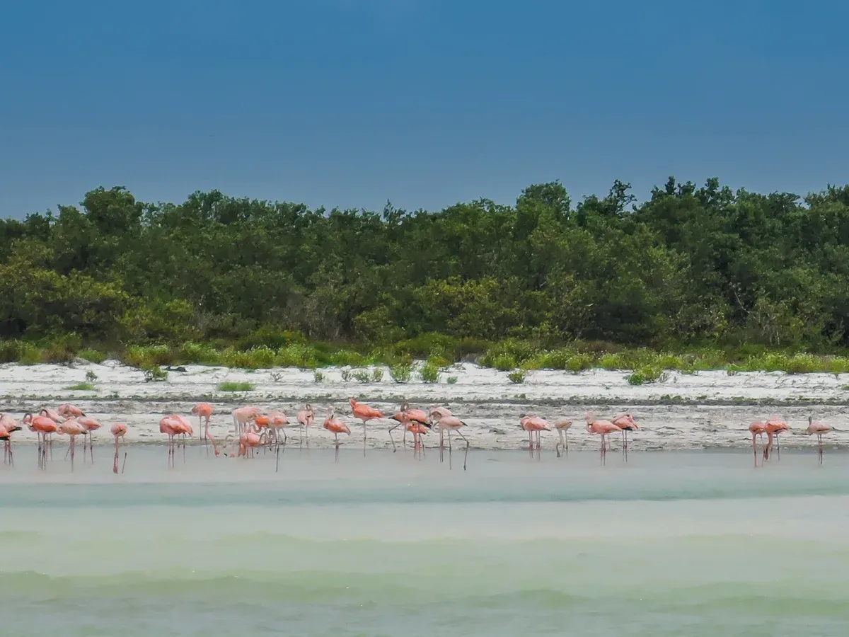 Pink flamingos feeding on a white sandbar in front of dense green mangroves