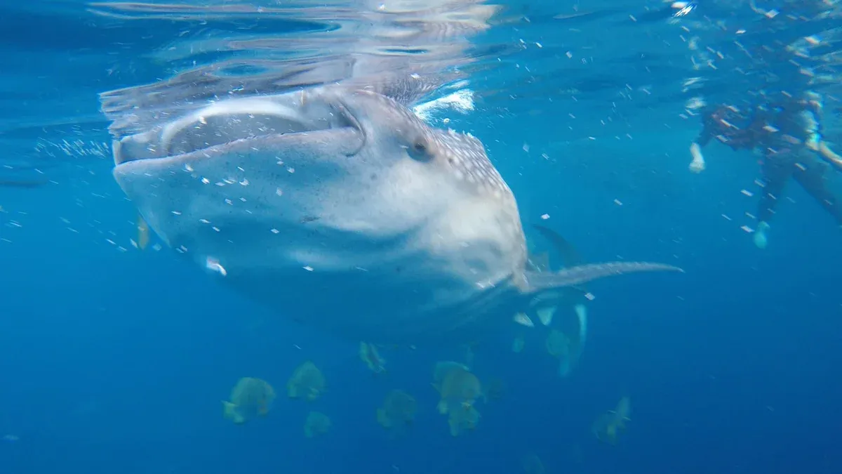 Whale shark swimming at the surface with snorkelers beside it and small fish below